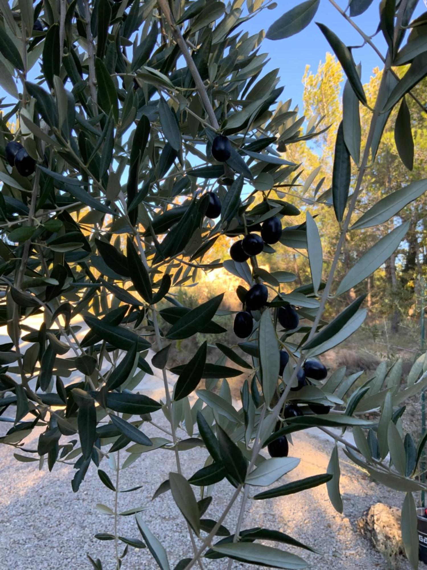 טורטור Villa Bramasole מראה חיצוני תמונה